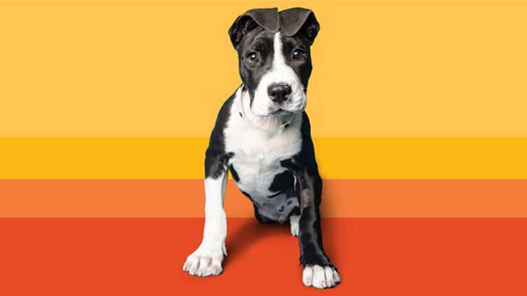 Arizona Humane Society Case Study Featured Image