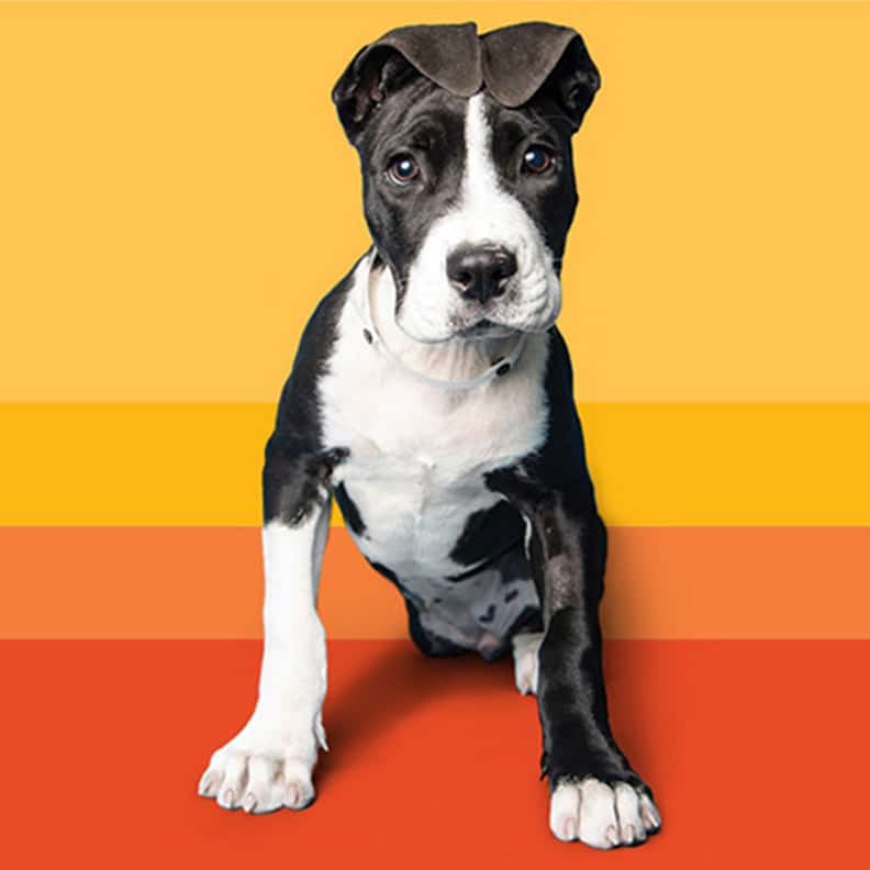 Arizona Humane Society Case Study Featured Image